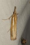 Agriphila tristella