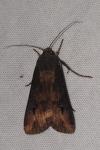 Agrotis ipsilon
