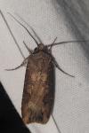 Agrotis ipsilon