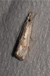 Catoptria falsella