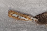 Catoptria mytilella