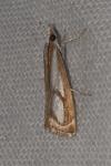 Catoptria mytilella