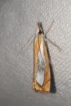 Catoptria pinella
