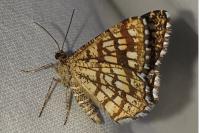 Chiasmia clathrata