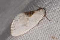 Cilix glaucata