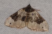 Cosmorhoe ocellata