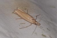 Ancylolomia