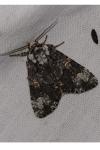 Craniophora ligustri