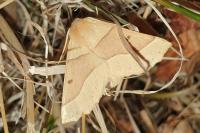 Crocallis elinguaria