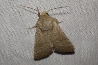 Hoplodrina ambigua