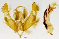 Hoplodrina ambigua