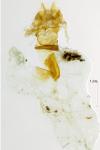 Hoplodrina ambigua