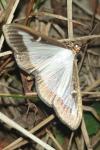 Cydalima perspectalis