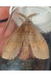 Dendrolimus pini pini