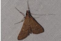 Dolicharthria punctalis