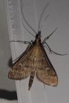 Dolicharthria punctalis