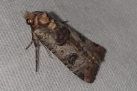 Epilecta linogrisea