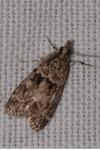 Eudonia mercurella