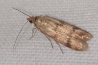 Homoeosoma sinuella