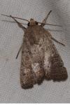 Hoplodrina