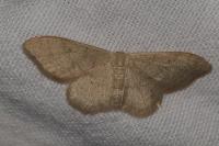 Idaea straminata