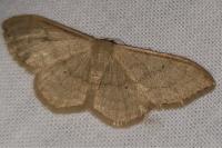 Idaea straminata