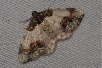 Ligdia adustata