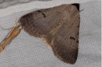 Lygephila craccae
