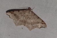 Macaria alternata