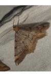 Macaria liturata