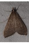 Mecyna asinalis