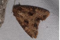 Mesapamea secalella/secalis