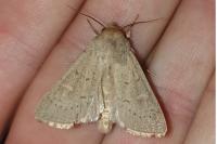 Mythimna ferrago