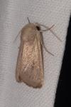 Mythimna sicula/alopecuri