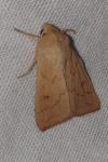 Mythimna vitellina