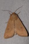 Mythimna vitellina