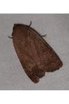 Noctua comes