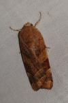 Noctua fimbriata/tirrenica