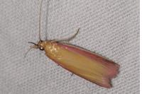 Oncocera semirubella