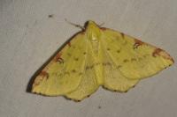 Opisthograptis luteolata
