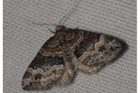 Perizoma bifaciata