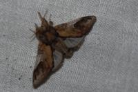 Notodonta ziczac