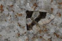 Cosmorhoe ocellata