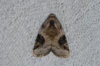 Pseudeustrotia candidula