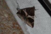 Dysgonia algira