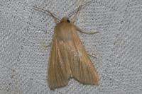 Mythimna pallens