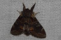 Notodonta dromedarius