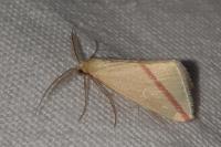 Rhodometra sacraria