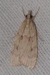 Scoparia
