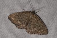 Scopula immorata
